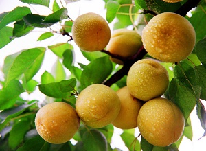 經過太陽能殺蟲燈防治后的貴妃杏