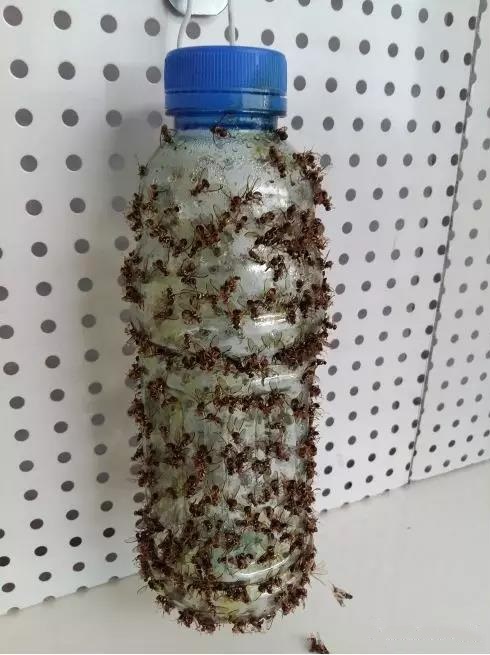 瓜果實蠅誘粘劑