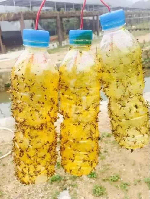 瓜果實蠅誘粘劑