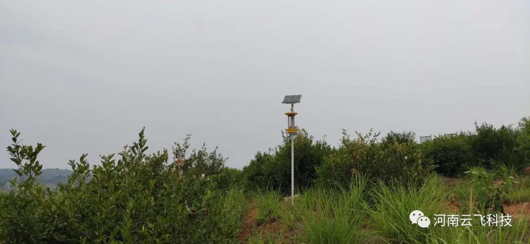 湖南耒陽(yáng)市油茶示范基地利用云飛自清蟲殺蟲燈綠色殺蟲
