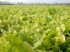 經過太陽能殺蟲燈防治后的白菜