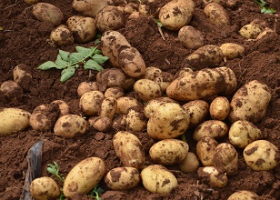 經(jīng)過(guò)太陽(yáng)能殺蟲(chóng)燈防治后的馬鈴薯