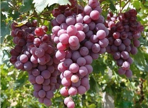 經過殺蟲燈防治后的普通圖片