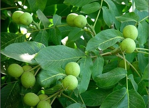 經過太陽能殺蟲燈防治后的核桃