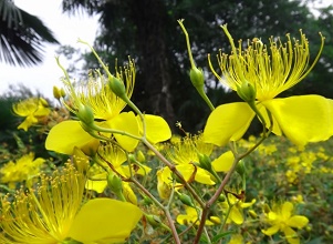 經過太陽能殺蟲燈防治后的金銀花