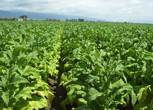 經過殺蟲燈防治后的煙草