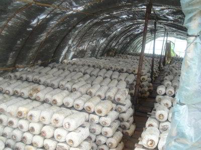 經過殺蟲燈防治后的食用菌大棚