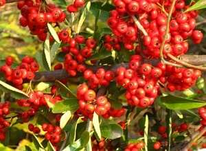 經過太陽能殺蟲燈防治后的紅果