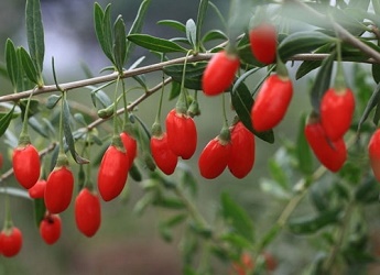 經過太陽能殺蟲燈防治后的枸杞