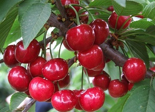 經過殺蟲燈防治后的櫻桃