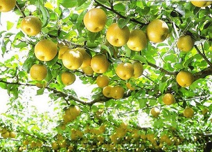 經過太陽能殺蟲燈防治后的梨樹