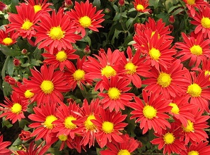 經過太陽能殺蟲燈防治后的菊花