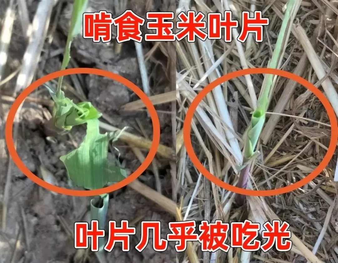 βݵ؝ҹ꣬߿՜yКԵ