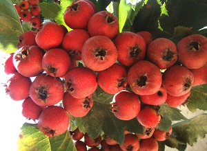 經(jīng)過太陽能殺蟲燈防治后的山楂