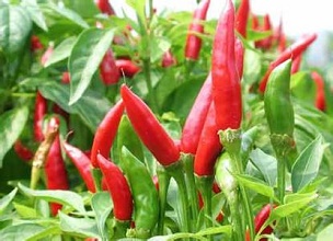 經過太陽能殺蟲燈防治后的辣椒