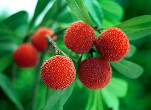 經過太陽能殺蟲燈防治后的楊梅