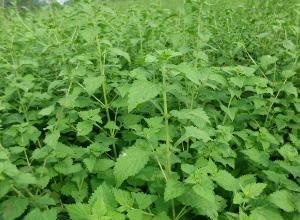 經過太陽能殺蟲燈防治后的冬凌草