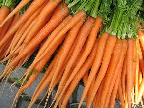 經過殺蟲燈防治后的胡蘿卜