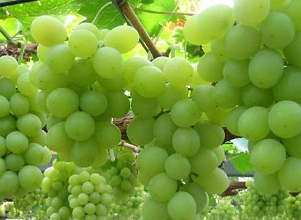 經過太陽能殺蟲燈防治后的葡萄