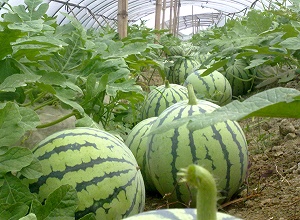 經過太陽能殺蟲燈防止后的西瓜
