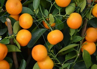 經過太陽能殺蟲燈防治后的橘子