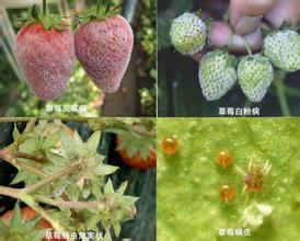 草莓的病蟲害