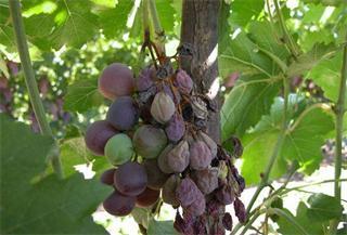 未使用殺蟲燈的普通圖片