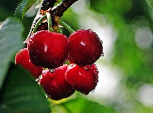 經過太陽能殺蟲燈防治后的櫻桃