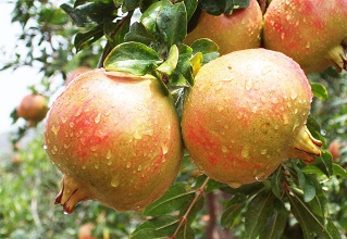 經過太陽能殺蟲燈防治后的石榴圖片