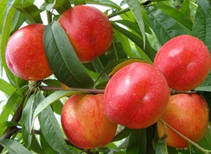 經(jīng)過太陽(yáng)能殺蟲燈防治后的油桃