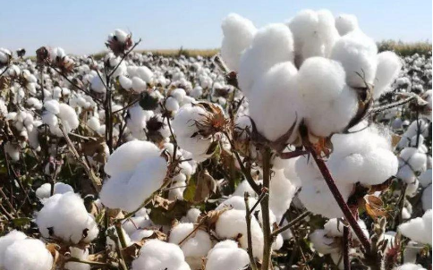 棉花的傳奇人生，棉花期貨的光明！