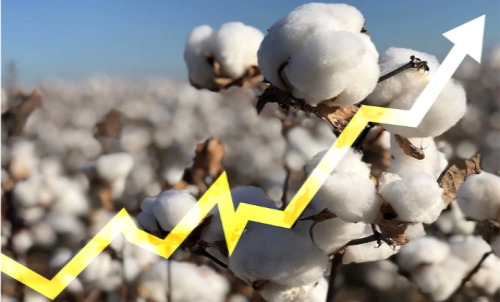棉花期貨k線在哪里看？棉花期貨的特