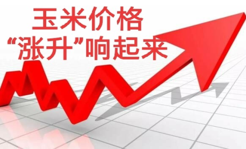 做玉米期貨盈利難嗎？玉米期貨漲5