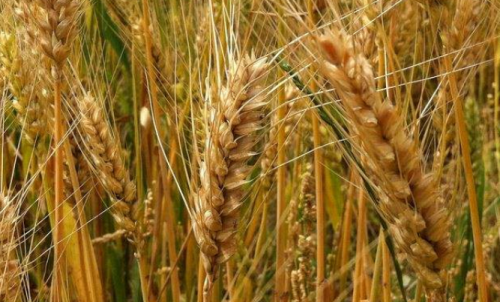 普麥期貨一個點(diǎn)可以盈利多少錢？