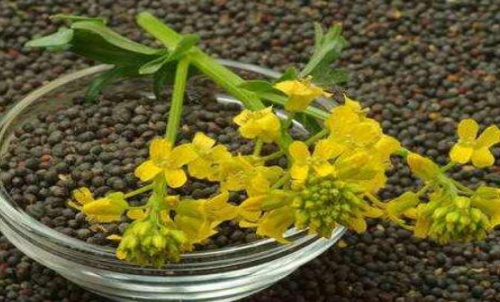 菜粕期貨的手續(xù)費是多少？有優(yōu)惠政